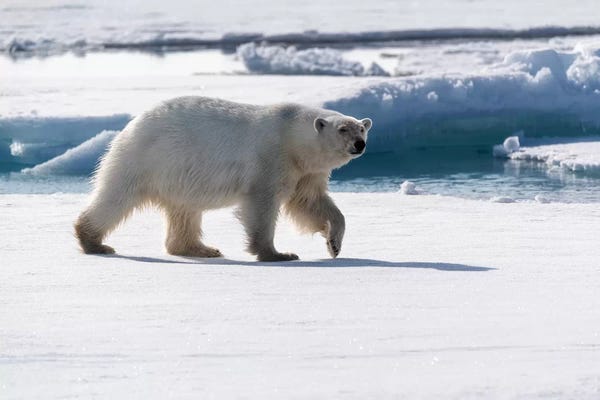 Svalbard: North Of Svalbard, Pack Ice. A Portrait Of An Walking Polar Bear On The Pack Ice. by Ellen Goff
