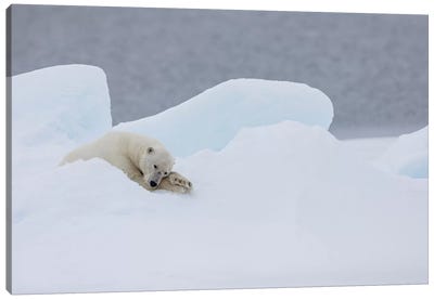 North Of Svalbard, Pack Ice. A Very Old Male Polar Bear Resting On The Pack Ice. Canvas Art Print - Polar Bear Art