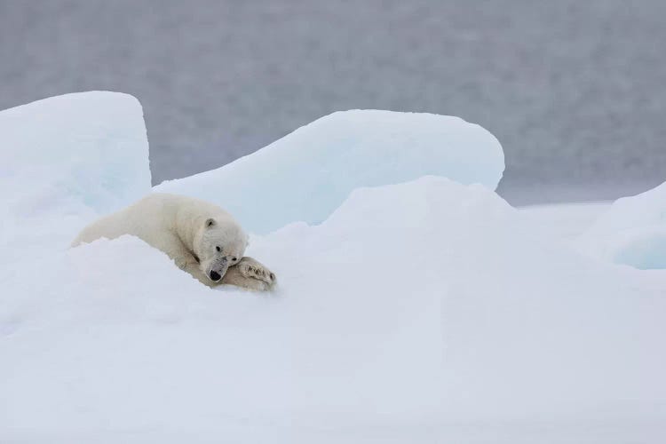 North Of Svalbard, Pack Ice. A Very Old Male Polar Bear Resting On The Pack Ice.