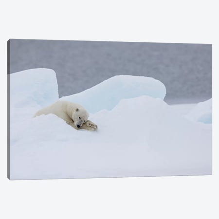 North Of Svalbard, Pack Ice. A Very Old Male Polar Bear Resting On The Pack Ice. Canvas Print #EGO118} by Ellen Goff Canvas Artwork