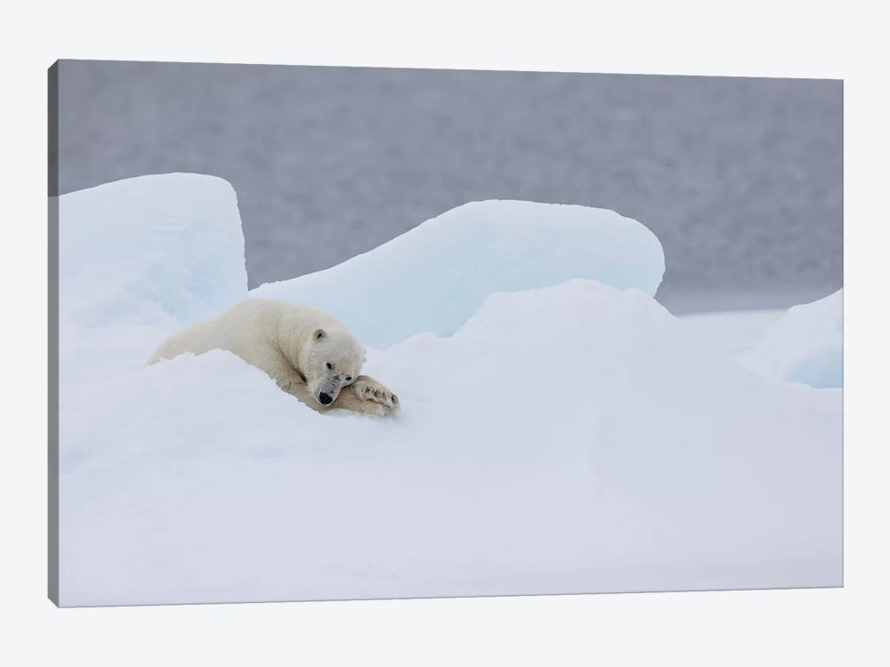 North Of Svalbard, Pack Ice. A Very Old Male Polar Bear Resting On The Pack Ice. by Ellen Goff 1-piece Canvas Print