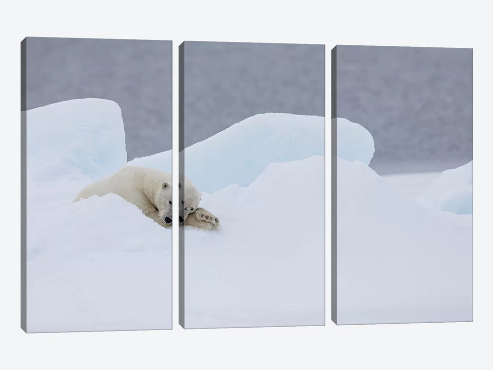 North Of Svalbard, Pack Ice. A Very Old Male Polar Bear Resting On The Pack Ice. 3-piece Canvas Art Print