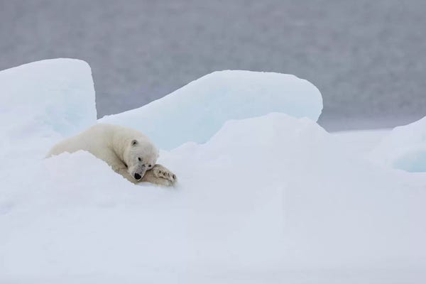 Svalbard: North Of Svalbard, Pack Ice. A Very Old Male Polar Bear Resting On The Pack Ice. by Ellen Goff