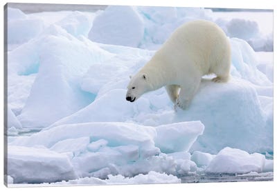 North Of Svalbard, Pack Ice. Portrait Of A Polar Bear Walking On The Pack Ice. Canvas Art Print - Glacier & Iceberg Art