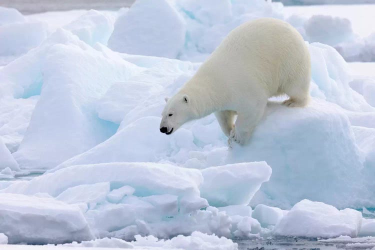 North Of Svalbard, Pack Ice. Portrait Of A Polar Bear Walking On The Pack Ice.