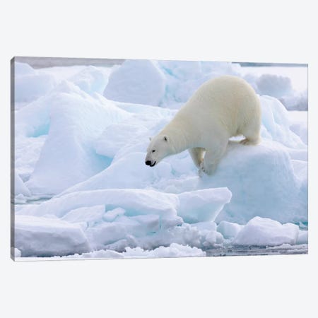 North Of Svalbard, Pack Ice. Portrait Of A Polar Bear Walking On The Pack Ice. Canvas Print #EGO119} by Ellen Goff Canvas Artwork