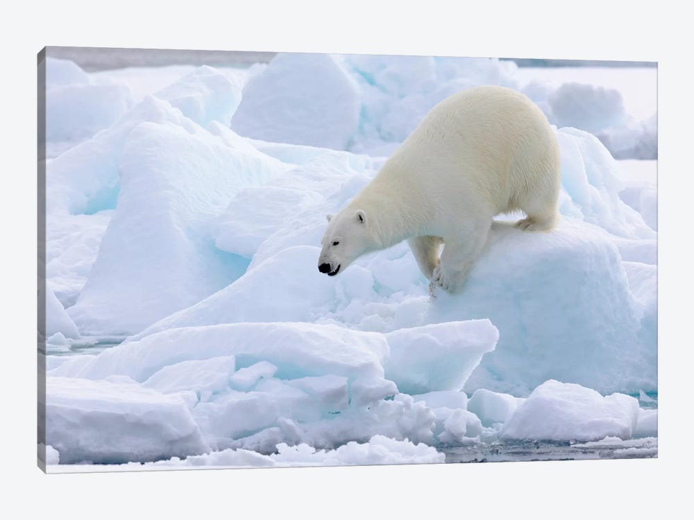 North Of Svalbard, Pack Ice. Portrait Of A Polar Bear Walking On The Pack Ice. by Ellen Goff 1-piece Canvas Artwork