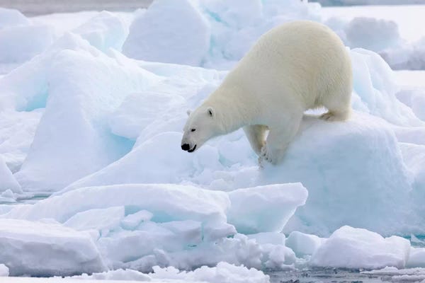 Ellen Goff: North Of Svalbard, Pack Ice. Portrait Of A Polar Bear Walking On The Pack Ice. by Ellen Goff