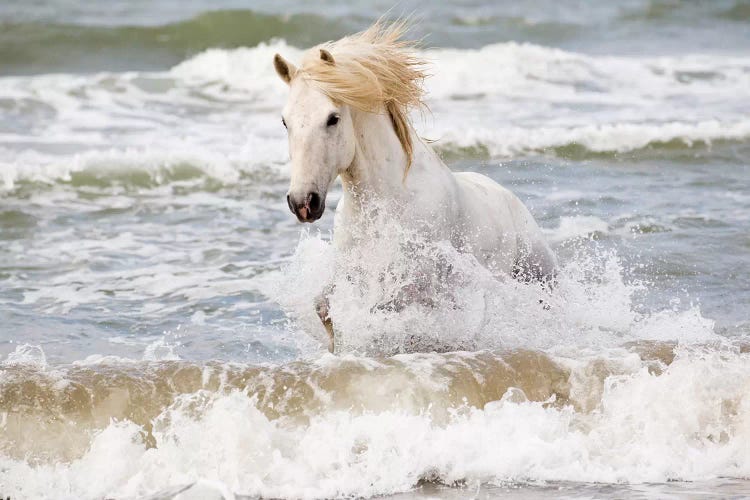 France, The Camargue, Saintes-Maries-de-la-Mer. Camargue horse in the Mediterranean Sea III