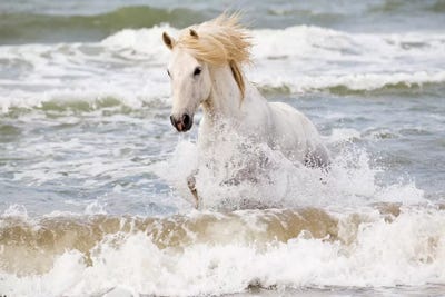 Camargue