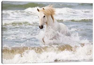 France, The Camargue, Saintes-Maries-de-la-Mer. Camargue horse in the Mediterranean Sea III Canvas Art Print