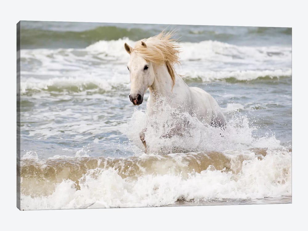 France, The Camargue, Saintes-Maries-de-la-Mer. Camargue horse in the Mediterranean Sea III by Ellen Goff 1-piece Canvas Art