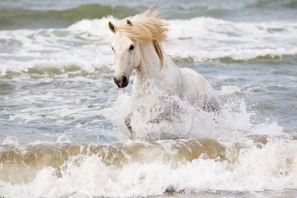 Ellen Goff: France, The Camargue, Saintes-Maries-de-la-Mer. Camargue horse in the Mediterranean Sea III by Ellen Goff