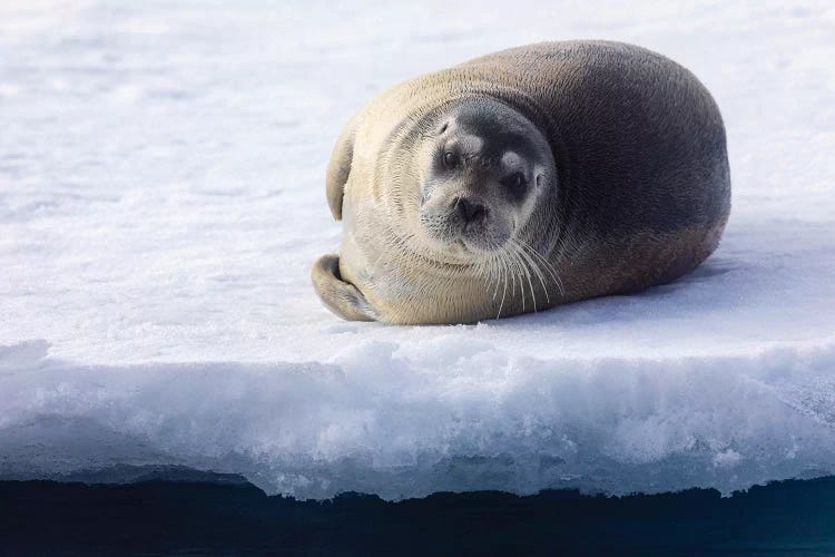 North Of Svalbard, The Pack Ice. A Portrait Of A Young Bearded Seal Hauled Out On The Pack Ice.