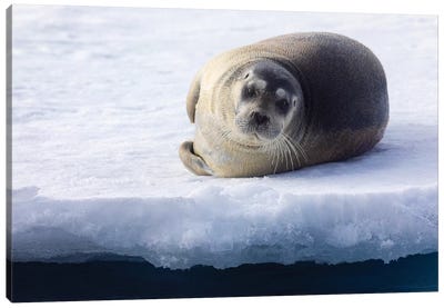 North Of Svalbard, The Pack Ice. A Portrait Of A Young Bearded Seal Hauled Out On The Pack Ice. Canvas Art Print
