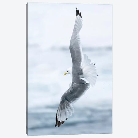 Pack Ice, North Of Svalbard. A Black-Legged Kittiwake Showing Its Flying Capabilities. Canvas Print #EGO121} by Ellen Goff Canvas Art Print