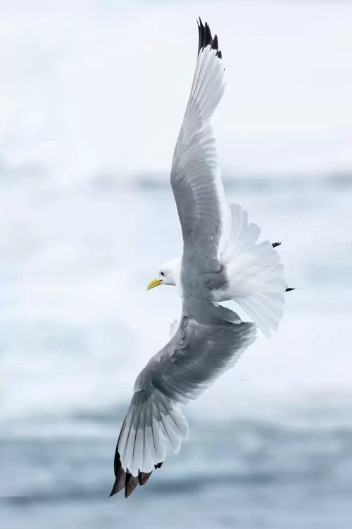 Pack Ice, North Of Svalbard. A Black-Legged Kittiwake Showing Its Flying Capabilities.