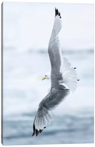 Pack Ice, North Of Svalbard. A Black-Legged Kittiwake Showing Its Flying Capabilities. Canvas Art Print
