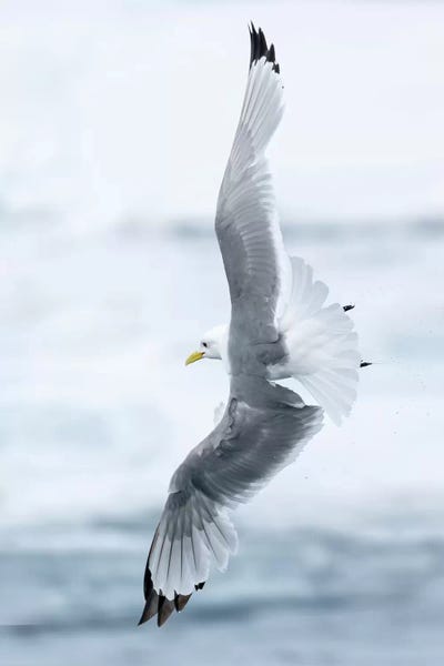 Ellen Goff: Pack Ice, North Of Svalbard. A Black-Legged Kittiwake Showing Its Flying Capabilities. by Ellen Goff