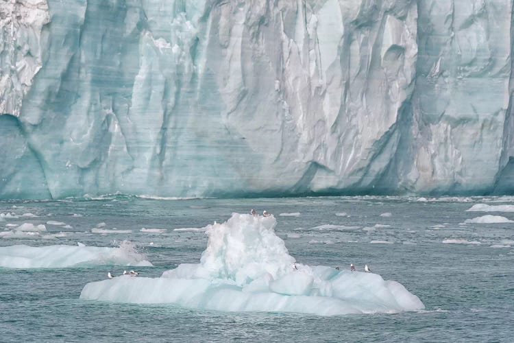 Svalbard, Nordaustlandet Island. A Small Iceberg That Calved From The Glacier Provided A Resting Spot For Birds.