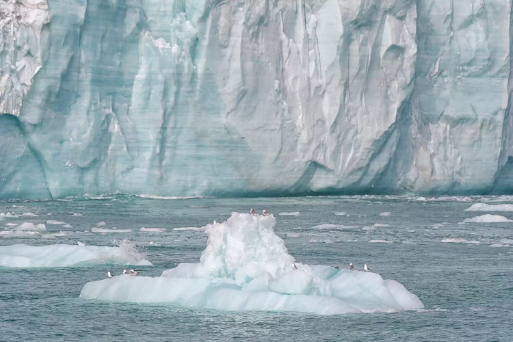 Svalbard, Nordaustlandet Island. A Small Iceberg That Calved From The Glacier Provided A Resting Spot For Birds. by Ellen Goff wall art