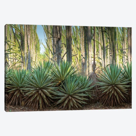Africa, Madagascar, Anosy Region, Berenty Reserve, spiny forest. Sisal plants are along the edge of the deciduous plants Canvas Print #EGO126} by Ellen Goff Canvas Art