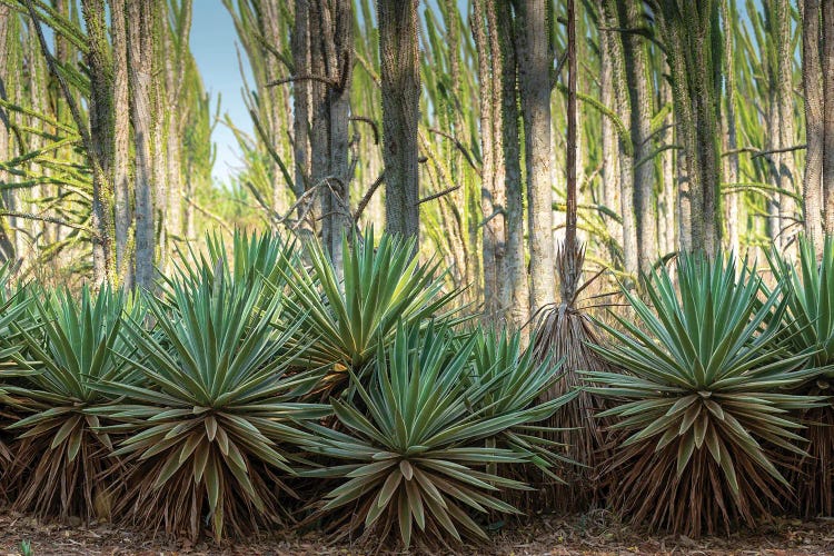 Africa, Madagascar, Anosy Region, Berenty Reserve, spiny forest. Sisal plants are along the edge of the deciduous plants