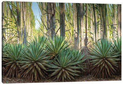 Africa, Madagascar, Anosy Region, Berenty Reserve, spiny forest. Sisal plants are along the edge of the deciduous plants Canvas Art Print