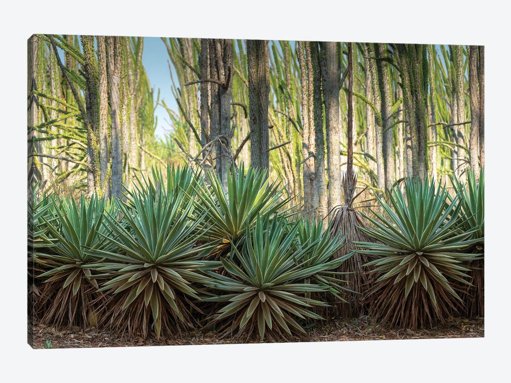 Africa, Madagascar, Anosy Region, Berenty Reserve, spiny forest. Sisal plants are along the edge of the deciduous plants by Ellen Goff 1-piece Canvas Art