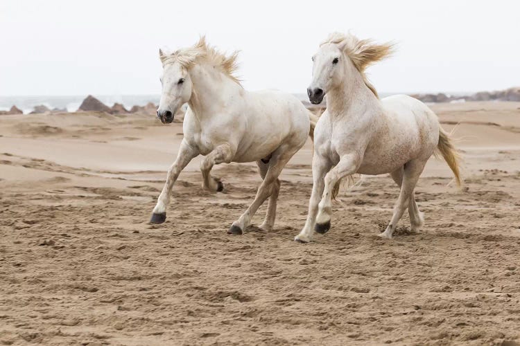 France, The Camargue, Saintes-Maries-de-la-Mer. Camargue horses running along the beach.