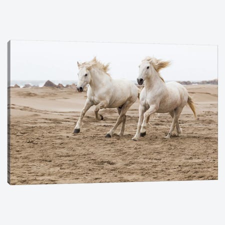 France, The Camargue, Saintes-Maries-de-la-Mer. Camargue horses running along the beach. Canvas Print #EGO12} by Ellen Goff Canvas Wall Art