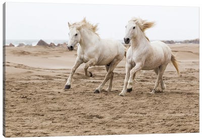 France, The Camargue, Saintes-Maries-de-la-Mer. Camargue horses running along the beach. Canvas Art Print