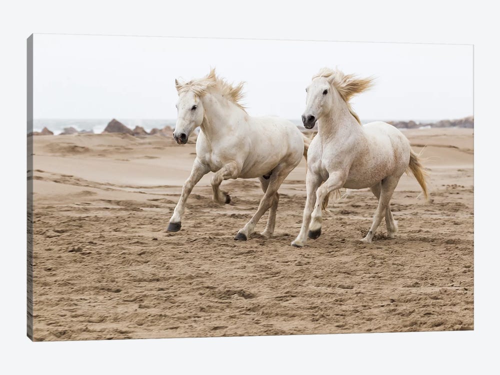 France, The Camargue, Saintes-Maries-de-la-Mer. Camargue horses running along the beach. by Ellen Goff 1-piece Canvas Art Print