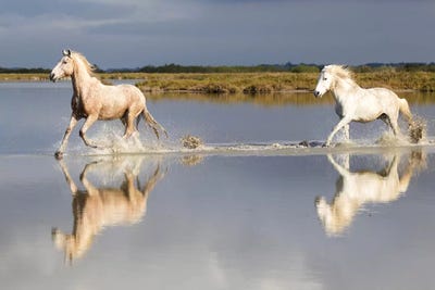 France, The Camargue, Saintes-Maries-de-la-Mer. Camargue horses running through water I by Ellen Goff framed canvas print