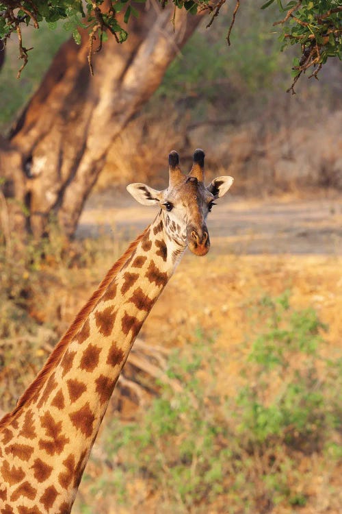 Africa, Tanzania. A Giraffe Stands Under A Large Tree.