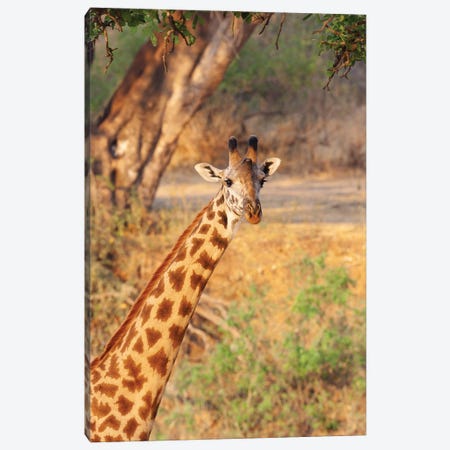 Africa, Tanzania. A Giraffe Stands Under A Large Tree. Canvas Print #EGO134} by Ellen Goff Canvas Print