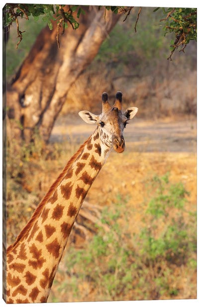 Africa, Tanzania. A Giraffe Stands Under A Large Tree. Canvas Art Print