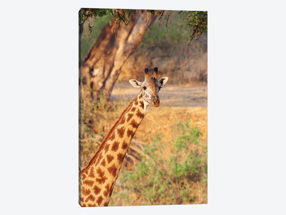 Africa, Tanzania. A Giraffe Stands Under A Large Tree. by Ellen Goff 1-piece Art Print