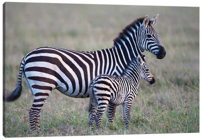 Africa, Tanzania. A Young Foal Stands Next To Its Mother. Canvas Art Print