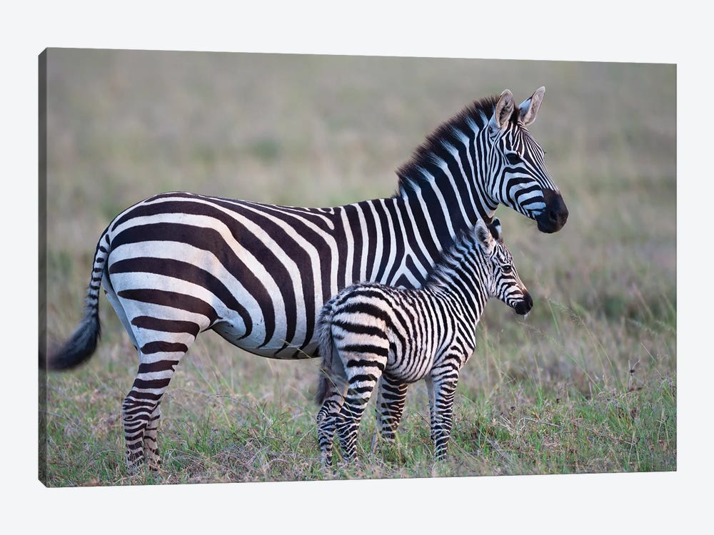Africa, Tanzania. A Young Foal Stands Next To Its Mother. by Ellen Goff 1-piece Canvas Wall Art