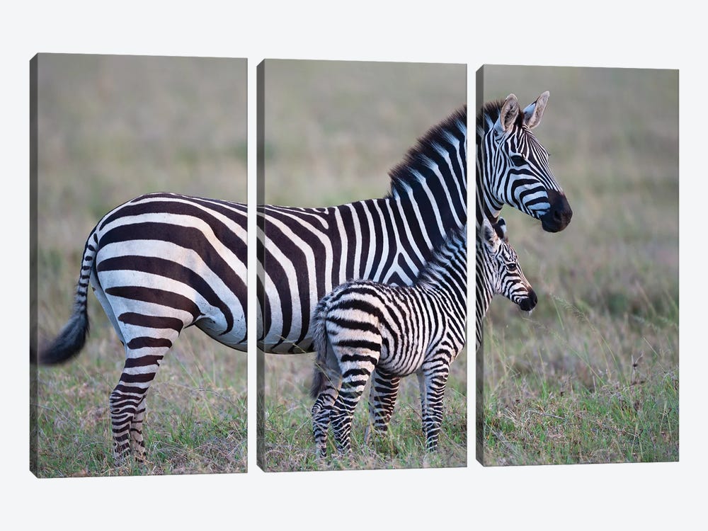 Africa, Tanzania. A Young Foal Stands Next To Its Mother. by Ellen Goff 3-piece Canvas Art