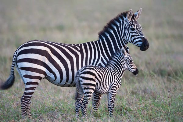 Tanzania: Africa, Tanzania. A Young Foal Stands Next To Its Mother. by Ellen Goff