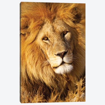 Africa, Tanzania. Headshot Of A Male Lion. Canvas Print #EGO136} by Ellen Goff Canvas Art Print