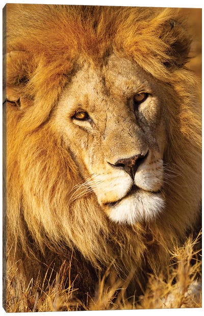 Africa, Tanzania. Headshot Of A Male Lion. Canvas Art Print