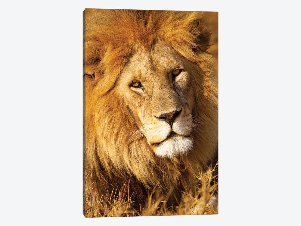 Africa, Tanzania. Headshot Of A Male Lion. by Ellen Goff 1-piece Art Print