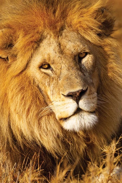 Tanzania: Africa, Tanzania. Headshot Of A Male Lion. by Ellen Goff