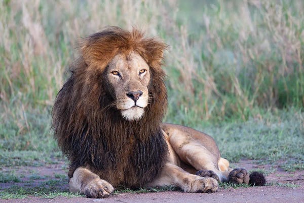 Tanzania: Africa, Tanzania. Portrait Of A Black-Maned Lion. by Ellen Goff
