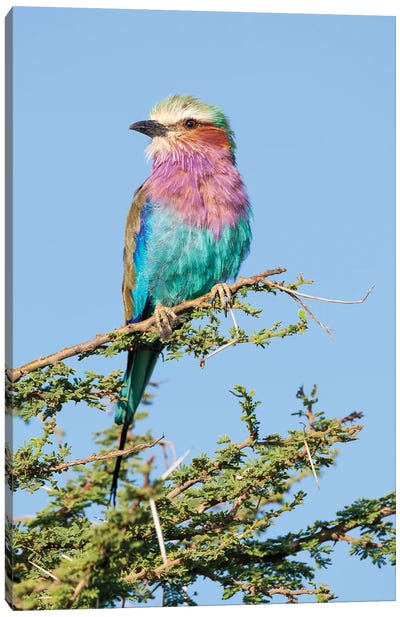 Africa, Tanzania. Portrait Of A Lilac-Breasted Roller. Canvas Art Print