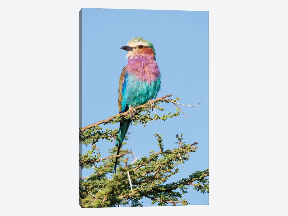Africa, Tanzania. Portrait Of A Lilac-Breasted Roller. by Ellen Goff 1-piece Canvas Print
