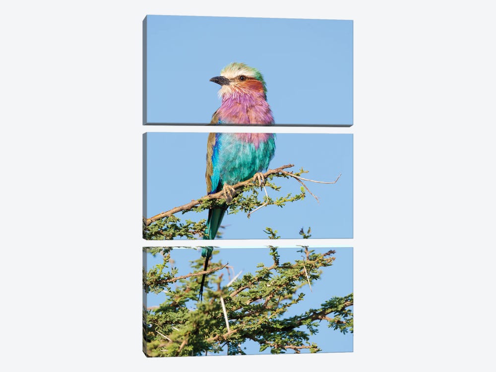 Africa, Tanzania. Portrait Of A Lilac-Breasted Roller. by Ellen Goff 3-piece Art Print